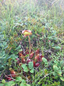 pitcher plant. Yep, our provincial flower is carnivorous. How fun and creepy!
