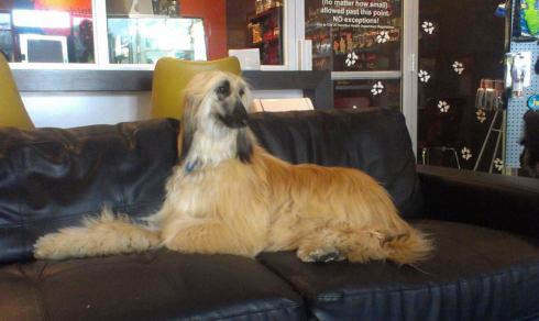 Pet of the Month photo, yoinked with permission from Munchies' Facebook page. :)