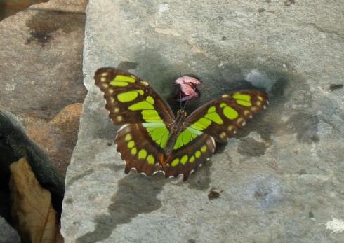 Photo courtesy of Wendy Lowden, because this guy wouldn't sit still for me.