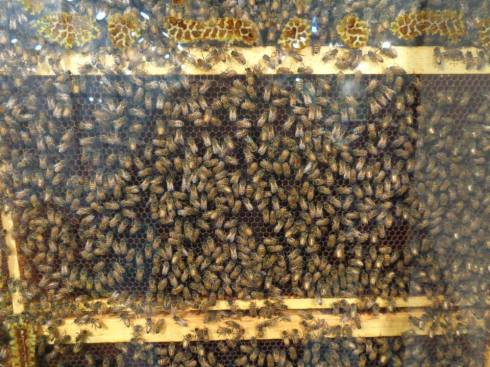 1392096_10151879863645660_23282595_n