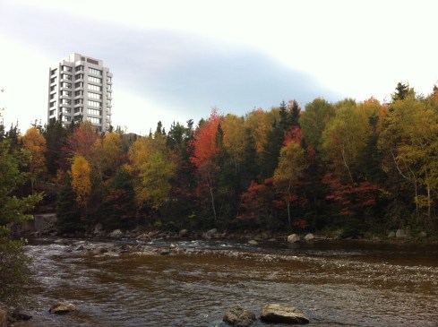 Glorious. Shag. Carpet.