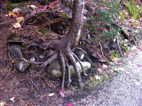 "My rock. Not yours. MINE." -Tree