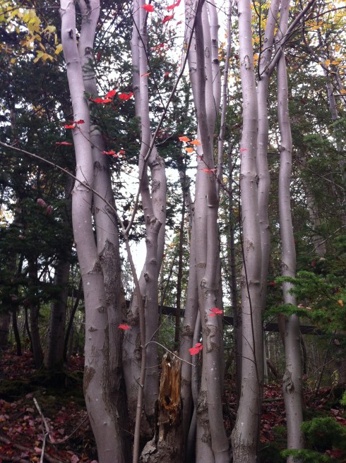 It's a shame that the beauty of maple trees' bark is overshadowed by their spectacular foliage. Loved these guys.