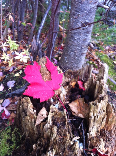 Brightest red leaf I've ever seen.