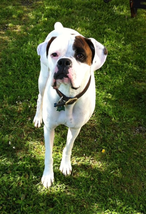 Outstanding in his field. Or my in-laws' lawn, whatever.
