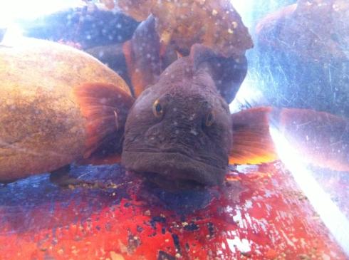 1800270_10152577480360325_7907258315208637057_n