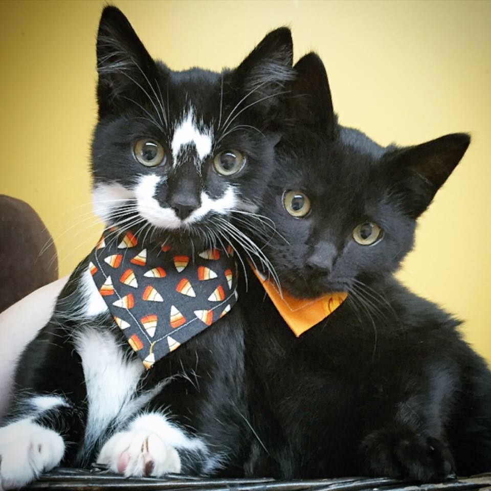 15326496_10154521702645395_4244215807908969518_n